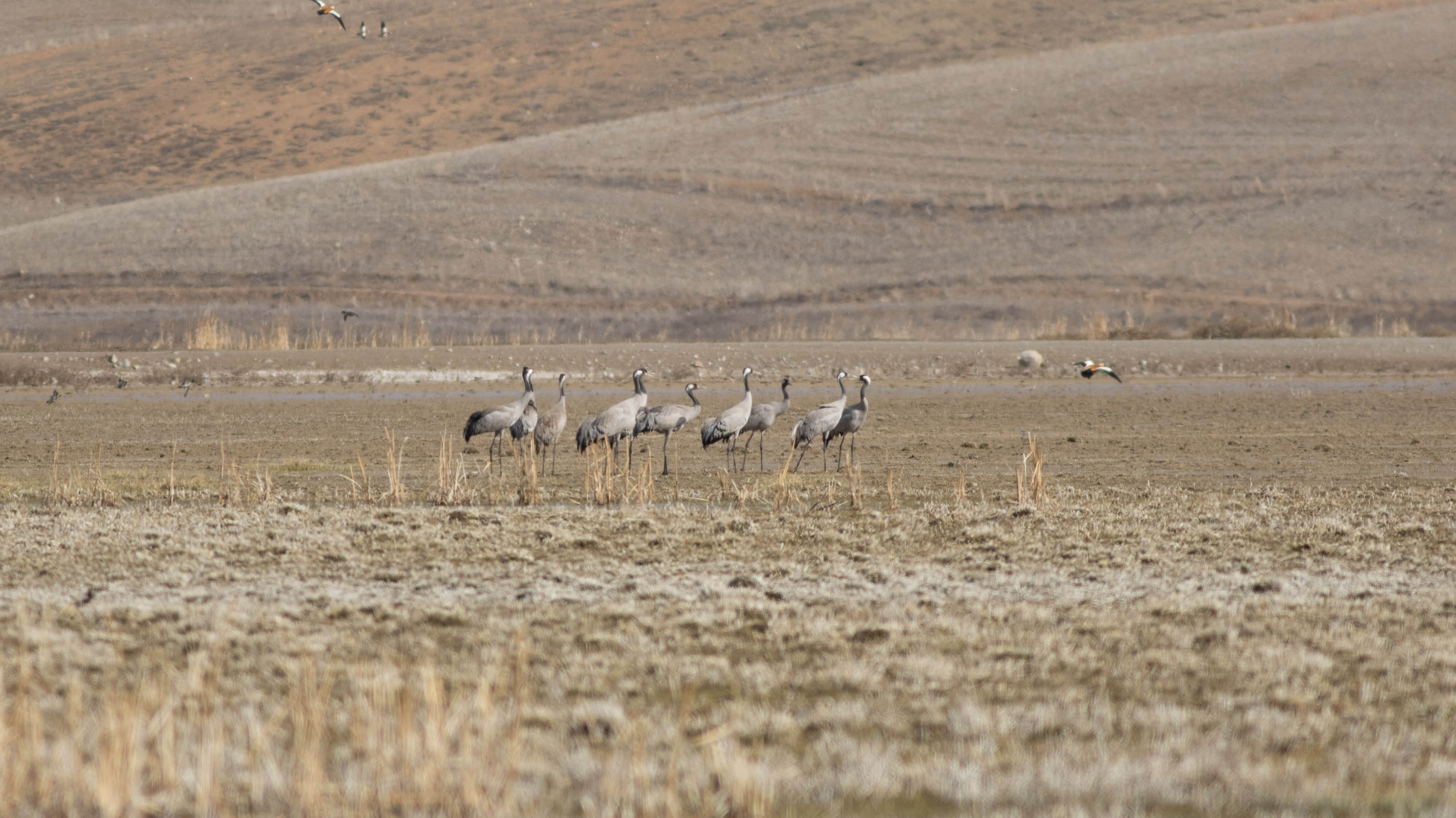 Common Crane